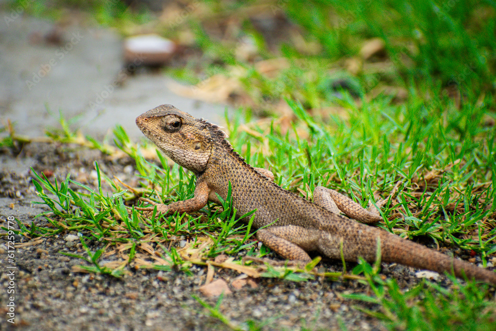 Lizard sitting on the grass in the garden with a nature background selective focus Lizard sitting on the grass in the garden with a nature background selective focus