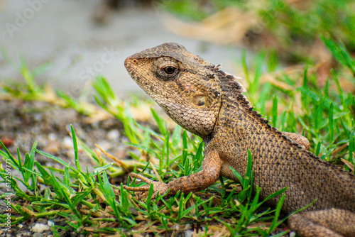 Lizard sitting on the grass in the garden with a nature background selective focus