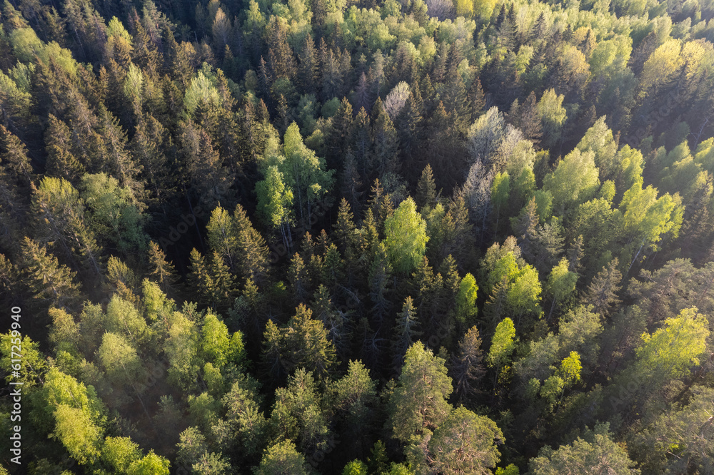 An evergreen forest seen from above An evergreen forest seen from above