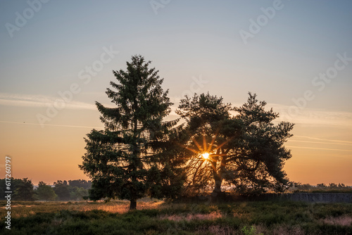 sunrise sunstar through the trees