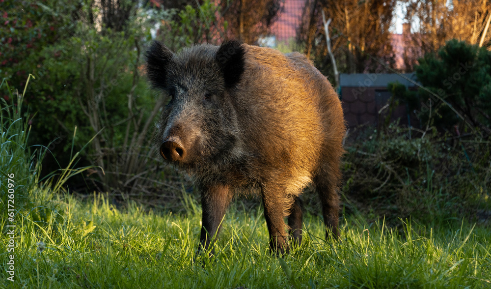 Wild boar. Sus scrofa, big wild swine or pig. Wild boar. Sus scrofa, big wild swine or pig.