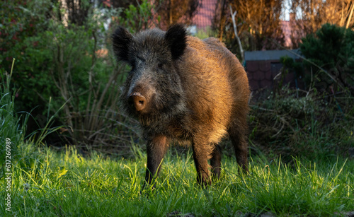 Wild boar. Sus scrofa, big wild swine or pig. © Longfin Media