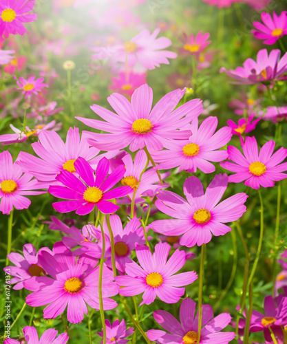 Fully blooming pink cosmos flowers are shining in the light