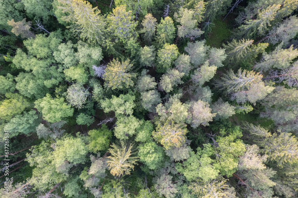 An evergreen forest from above An evergreen forest from above