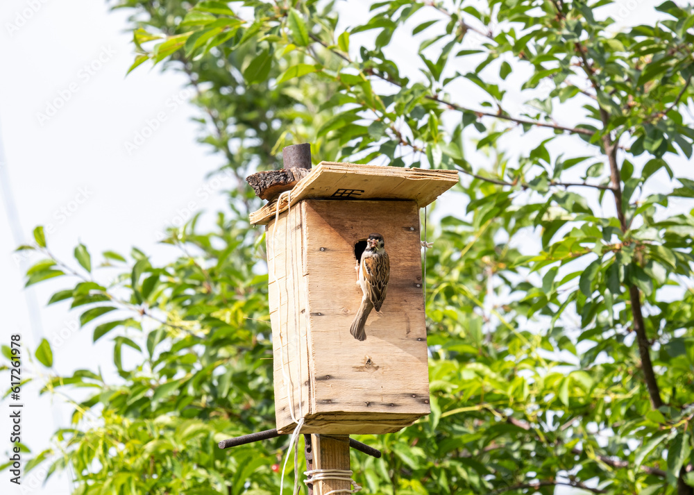 Naklejka premium Portrait of a sparrow with caterpillars in its mouth. A sparrow brought food for the chicks to the bird house. A house for small birds in the garden.