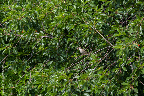 Portrait of a sparrow with caterpillars in its mouth. A sparrow brought food for the chicks to the bird house. A sparrow on the branches of a tree.