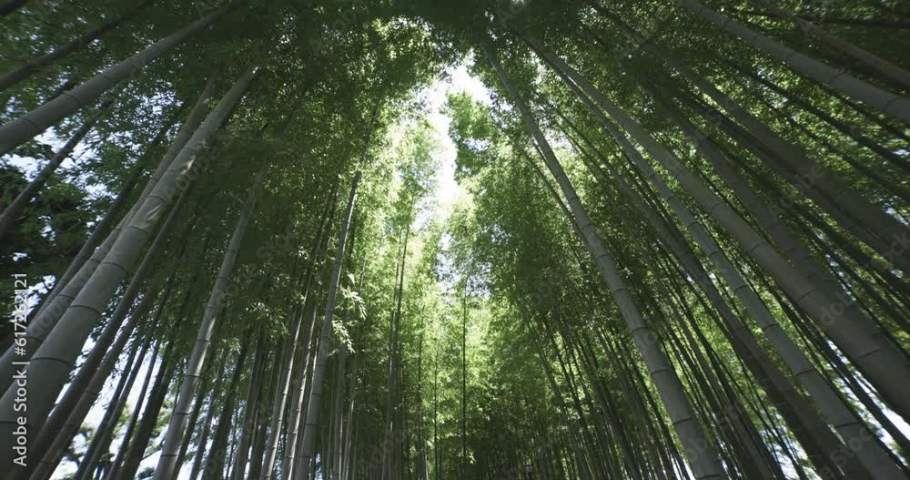A green bamboo forest in spring sunny day wide shot low angle and handheld A green bamboo forest in spring sunny day wide shot low angle and handheld
