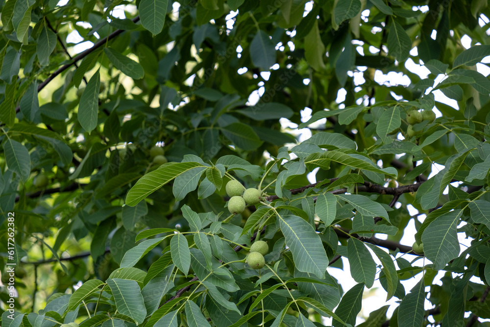 Green walnut on a tree in the garden. Walnut tree.