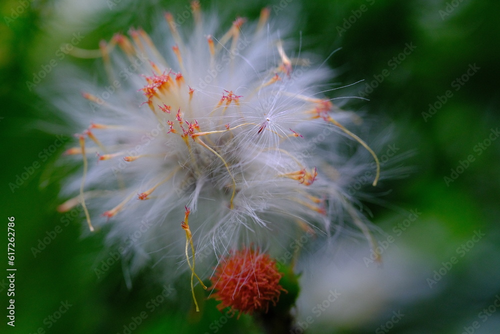 Dandelion flower, Flower closeup, Half-blown dandelion flower (Taraxacum) in the yard of the house, photographed using a macro lens, Bandung - Indonesia Dandelion flower, Flower closeup, Half-blown dandelion flower (Taraxacum) in the yard of the house, photographed using a macro lens, Bandung - Indonesia