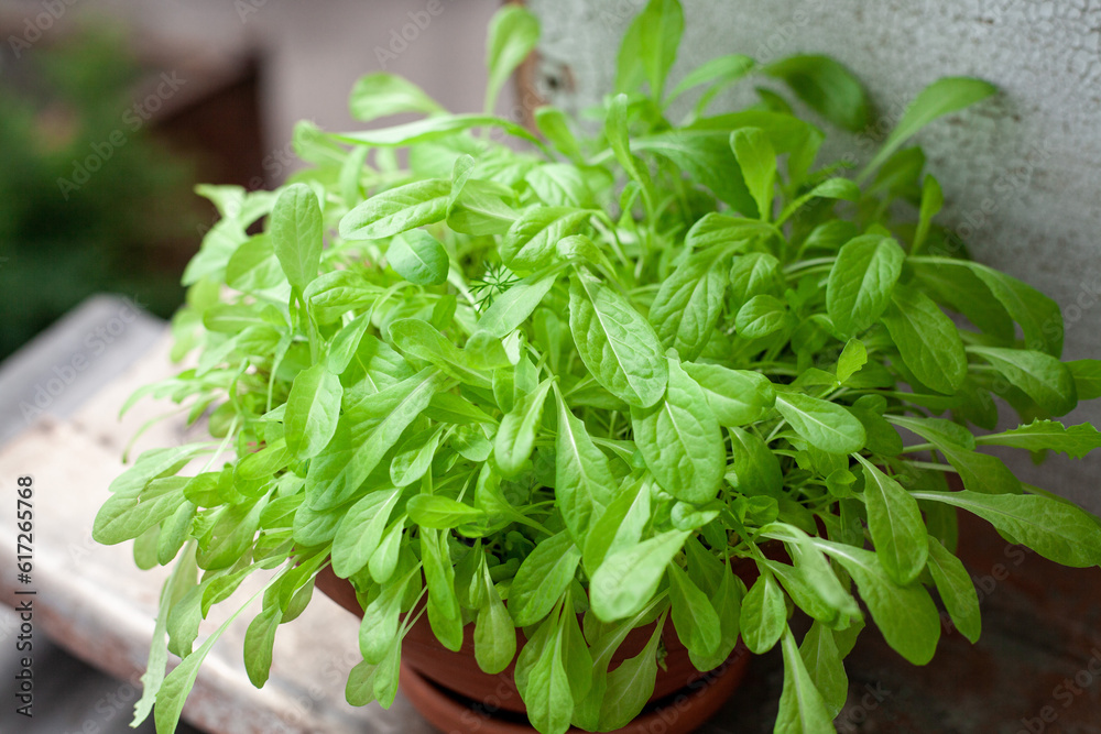 green salad grow in pot on the balcony. Growing healthy vitamin greens at home. green salad grow in pot on the balcony. Growing healthy vitamin greens at home.
