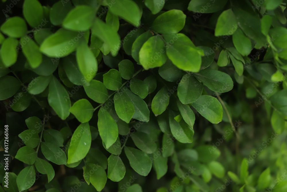 Green leaf background. sustainable background