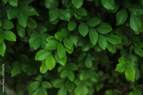 fresh green leaf background in forest photo