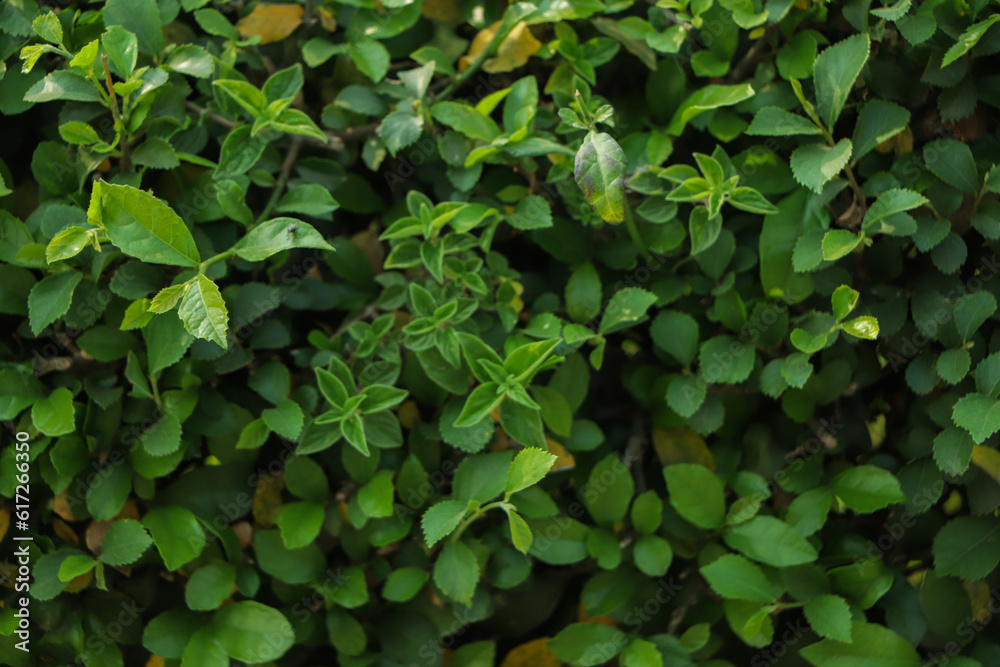 Green leaf background. sustainable background Green leaf background. sustainable background