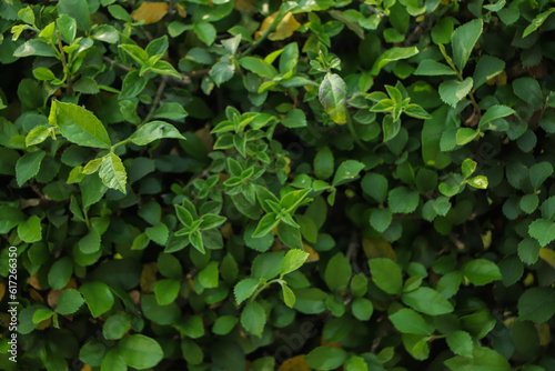 Green leaf background. sustainable background