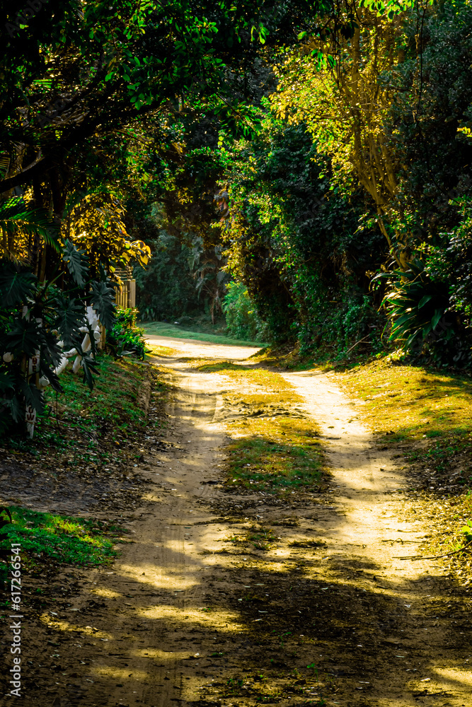 road in the forest road in the forest