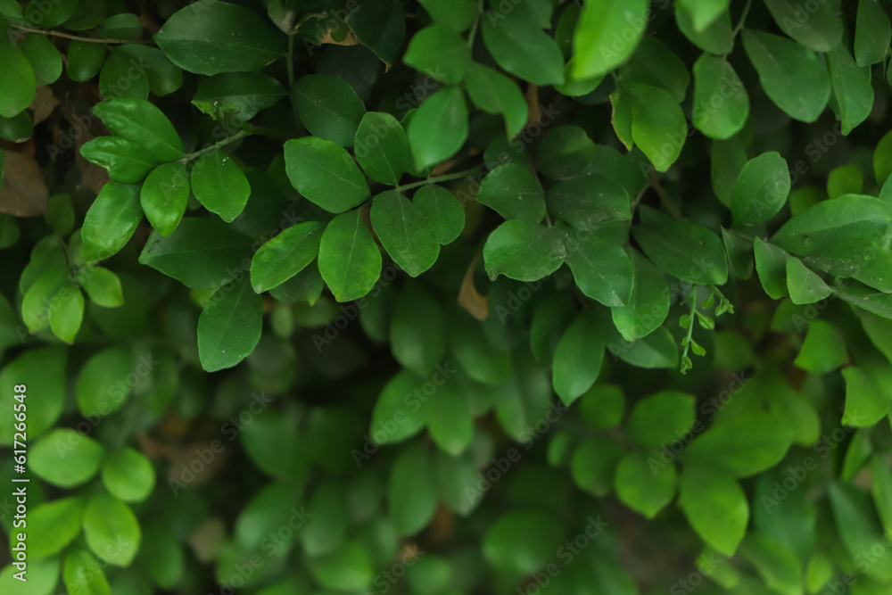 Grass wall texture and background Grass wall texture and background