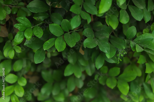 Grass wall texture and background