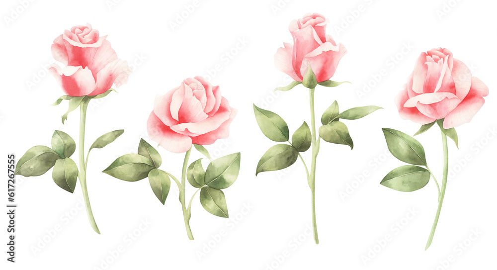 Set of watercolor pink roses. hand drawn flowers. Set of watercolor pink roses. hand drawn flowers.