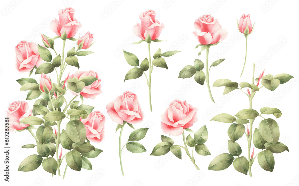 Watercolor bouquet of pink roses. hand drawn pink roses.