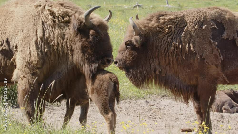 European bison calf nuzzled by parent with shaggy winter fur coats European bison calf nuzzled by parent with shaggy winter fur coats
