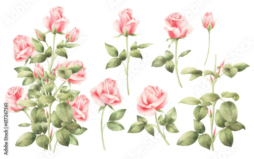 Watercolor bouquet of pink roses. hand drawn pink roses.