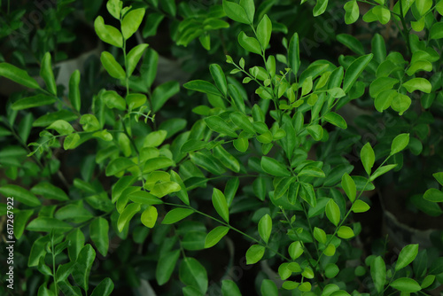 Wallpaper Mural green leaf background in tropical forest Torontodigital.ca