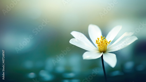 White lotus flower on water surface with soft focus and vintage tone