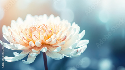 Beautiful white chrysanthemum flower with soft focus background