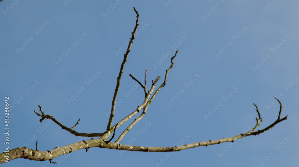 Dry branch tree with clear blue background. View from bottom. copy space, design element. Dry branch tree with clear blue background. View from bottom. copy space, design element.