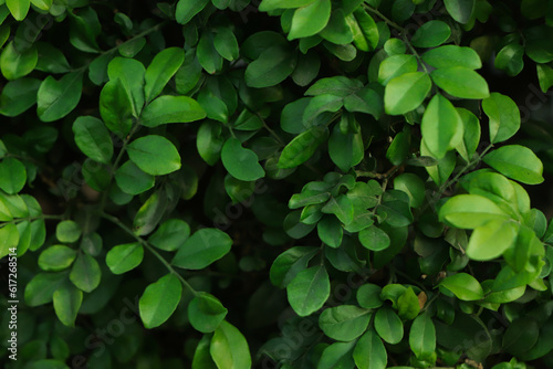 Fresh green leaf background in tropical forest