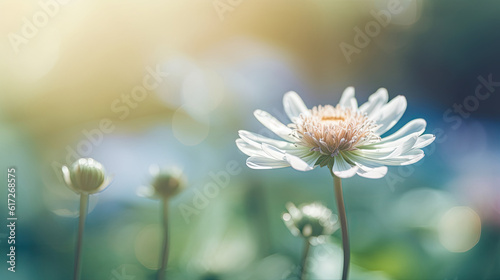 Beautiful white flower in the garden with soft focus and vintage tone © Barosanu