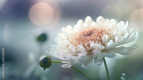 White chrysanthemum flower in the garden with bokeh background. © Barosanu