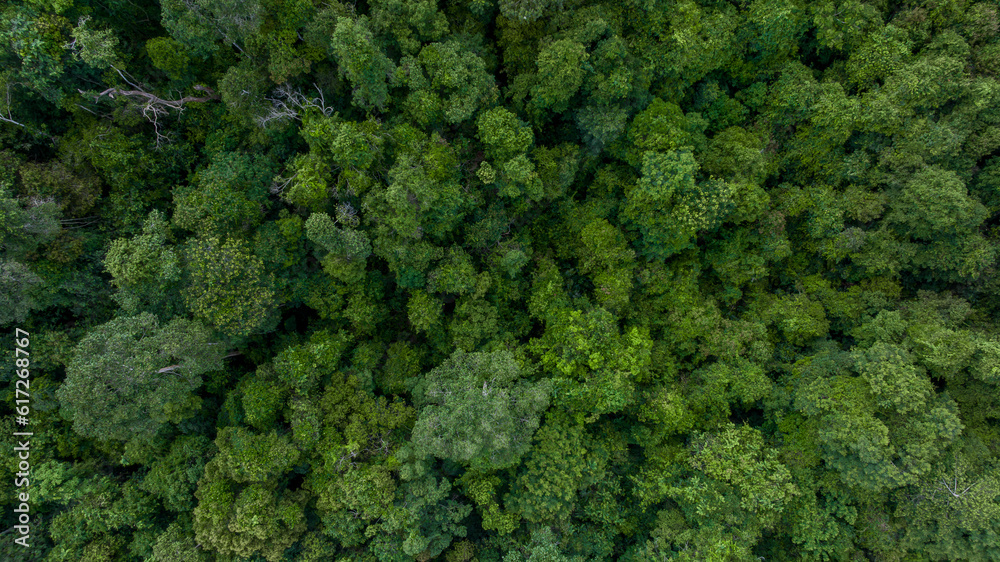 Aerial top view green forest beautiful landscape nature background, Top view tropical rainforest, Green forest tree view from above, Ecosystem and healthy environment.