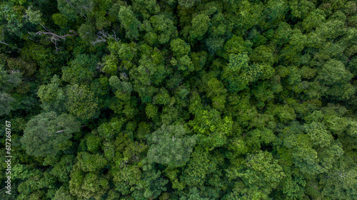 Aerial top view green forest beautiful landscape nature background, Top view tropical rainforest, Green forest tree view from above, Ecosystem and healthy environment. © Kalyakan