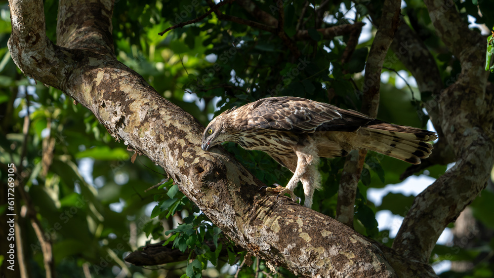 Changeable hawk-eagle (Nisaetus cirrhatus) or crested hawk-eagle Changeable hawk-eagle (Nisaetus cirrhatus) or crested hawk-eagle