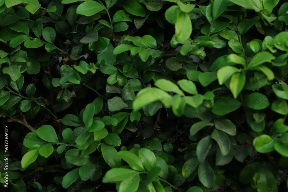 green leaf background on a tropical forest , forest nature background green leaf background on a tropical forest , forest nature background