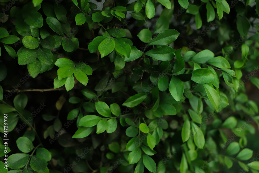 Close up tropical Green leaves texture and abstract background., Nature concept., dark tone. Close up tropical Green leaves texture and abstract background., Nature concept., dark tone.