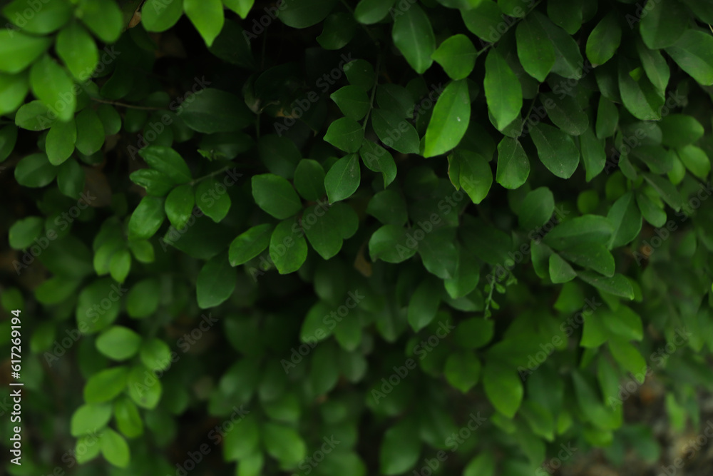 Fresh green leaf texture background Fresh green leaf texture background