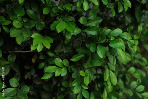 Wallpaper Mural Close up tropical Green leaves texture and abstract background., Nature concept., dark tone. Torontodigital.ca