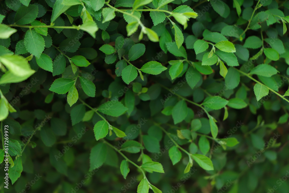 Cinematic background of green leaf Cinematic background of green leaf