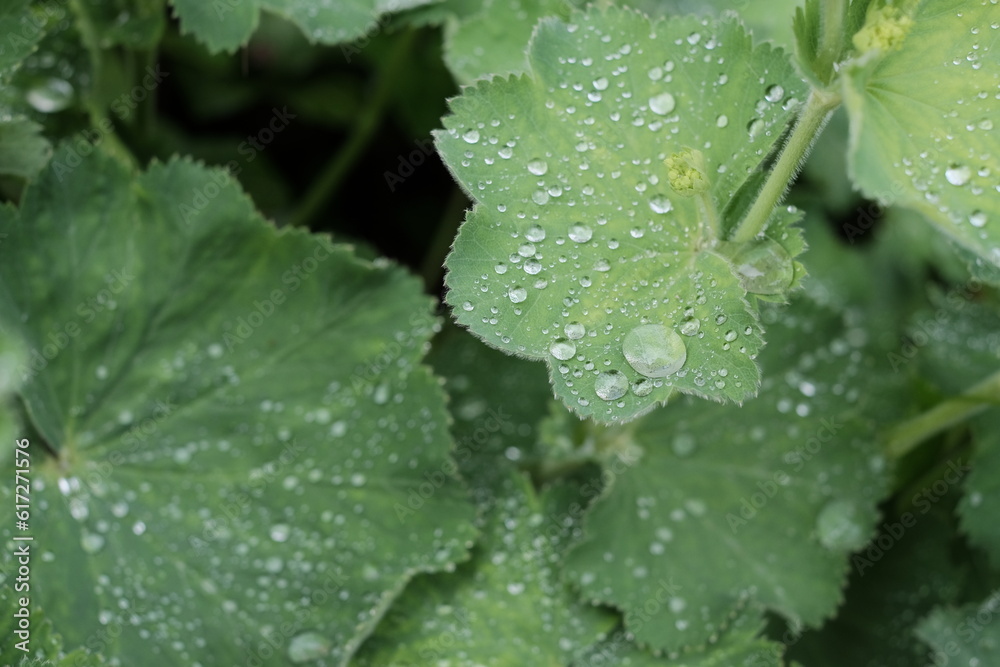 Nature's refreshing touch: vibrant green leaves adorned with glistening droplets, a pure celebration of life. Nature's refreshing touch: vibrant green leaves adorned with glistening droplets, a pure celebration of life.