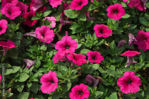 Petunia in the garden,Petunia in a pot,Petunia and blurred background,Close Up of Petunia flower.