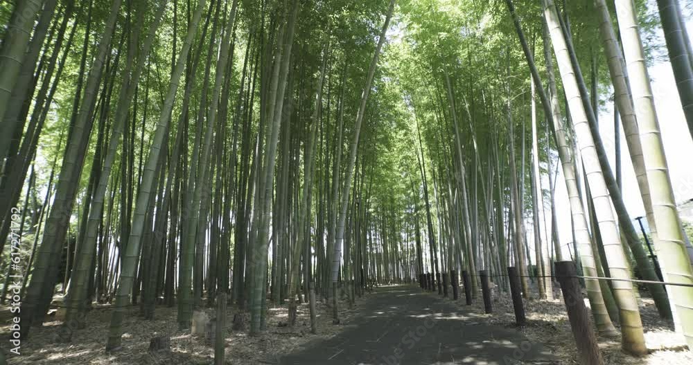 A green bamboo forest in spring sunny day wide shot handheld A green bamboo forest in spring sunny day wide shot handheld