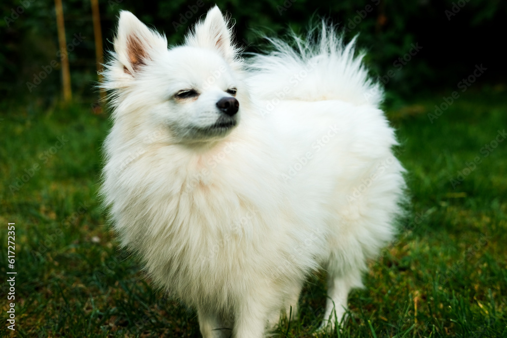 Small white dog at home garden on the grass. Summer time, lifestyle