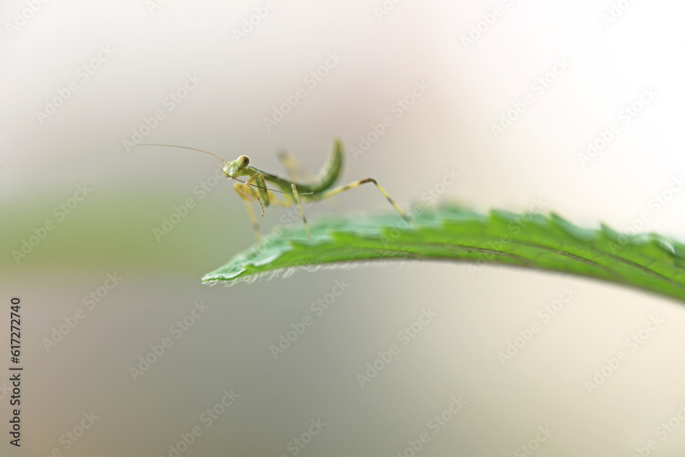 Obraz premium ペパーミントの葉に止まり触覚を舐めて身繕いするカマキリの幼虫