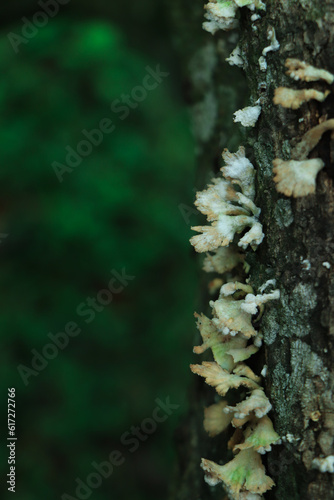 Mushroom in the forest with green background