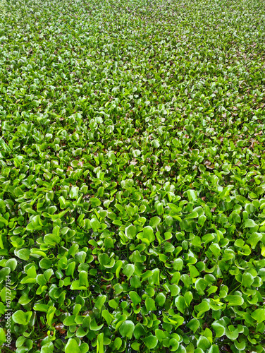 green leaves on the water