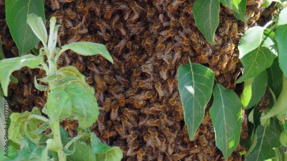 Hives in an apiary with bees flying in a green garden, close up macro. Selective focus Hives in an apiary with bees flying in a green garden, close up macro. Selective focus