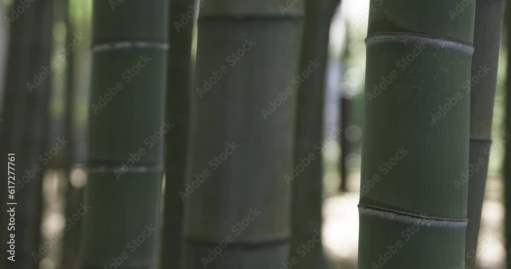 A green bamboo forest in spring sunny day close up tracking shot A green bamboo forest in spring sunny day close up tracking shot