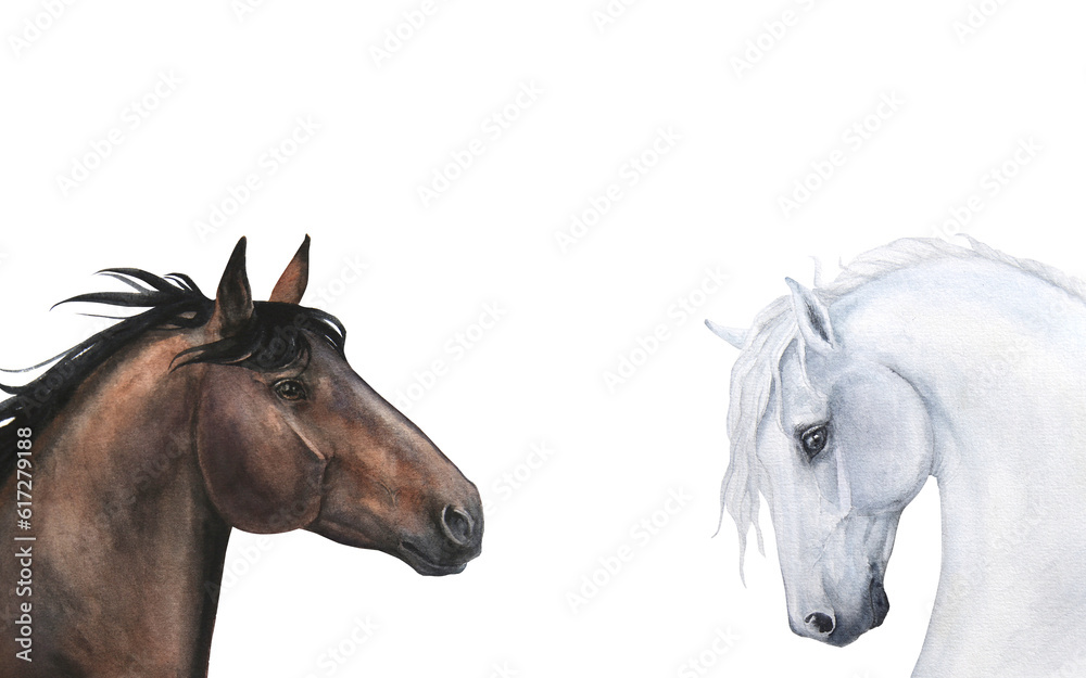 Watercolor illustration of portraits of two horses isolated on white background. Horizontal banner or frame.